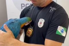 tráfico