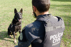 PCPR e PCSC apreendem 45 quilos de drogas e prendem homem em Santa Catarina