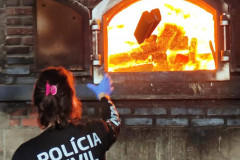 PCPR incinera 450 quilos de maconha em Imbituva