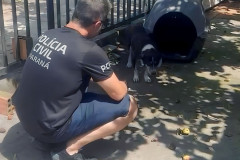 PCPR prende homem por maus-tratos em Matinho