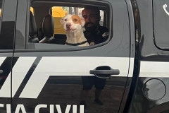 PCPR resgata cachorro abandonado em Matinhos