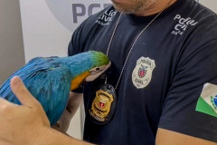 PCPR reforça importância do combate a maus-tratos aos animais