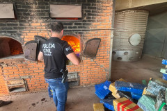 PCPR incinera uma tonelada de maconha em Icaraíma