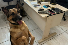PCPR e PMPR apreendem drogas e arma durante ação em Paraíso do Norte