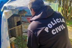 PCPR resgata papagaios presos ilegalmente em uma residência em Curitiba