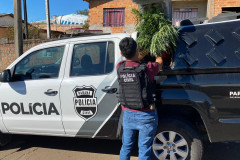 PCPR prende suspeito de cultivar 64 plantas de maconha em Guaratuba