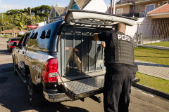 PCPR e PMPR prende homem em flagrante por tráfico de drogas em São Mateus do Sul