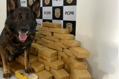 PCPR deflagra operação e apreende dinheiro e 70 quilos de crack em Mandaguaçu