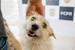 Policiais civis adotam cachorrinha que "pediu ajuda" para salvar os filhotes