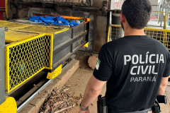 PCPR incinera mais de meia tonelada de entorpecentes em Cruzeiro do Oeste