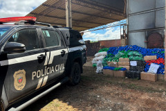 PCPR incinera mais de meia tonelada de drogas em Palmeira 