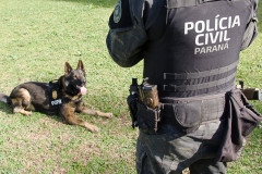 Cães da PCPR ajudaram na apreensão de 2,8 toneladas de drogas em 2024