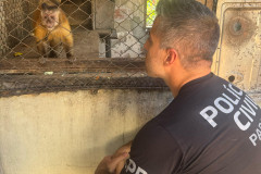 PCPR resgata macaco-prego que viveu 31 anos preso em uma gaiola em Colombo 