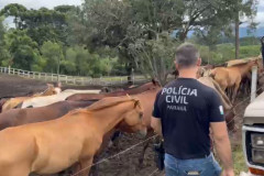 PCPR prende homem por maus tratos e resgata mais de 40 cavalos em Curitiba