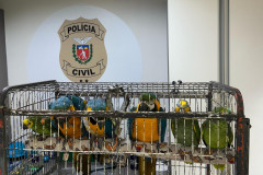 PCPR resgata seis aves vítimas do tráfico de animais em Curitiba