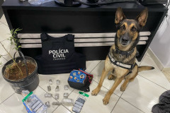 PCPR prende 12 pessoas durante operação em combate ao tráfico de drogas em Guarapuava 