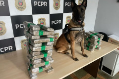 PCPR prende casal em flagrante e apreende 23 quilos de maconha em Céu Azul 