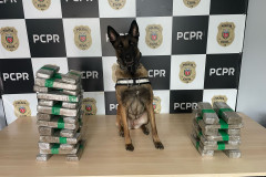 PCPR prende casal em flagrante e apreende 23 quilos de maconha em Céu Azul 