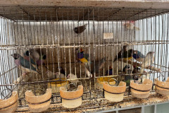 PCPR resgata ao menos 5 mil aves e prende homens por maus tratos aos animais em Arapongas