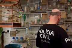 PCPR prende homem em flagrante por tráfico de animais em Imbituva