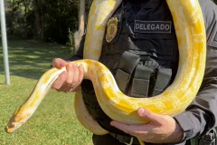 PCPR prende 16 e resgata 1 mil animais em operação contra tráfico internacional de espécies