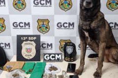 PCPR e GM apreendem drogas durante ação em Ponta Grossa 