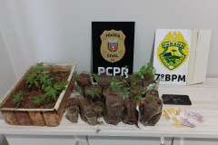 PCPR e PMPR prendem em flagrante homem por tráfico de drogas em Nova Olímpia
