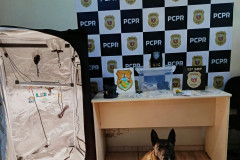 PCPR e GCM prendem homem que produzia maconha gourmet em Ponta Grossa