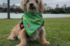 Cães policiais e resgates de animais: duas frentes de proteção da PCPR