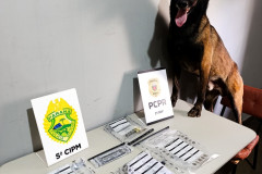 PCPR e PMPR cumprem mandado de busca e apreendem drogas em Cianorte