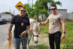 PCPR resgata cavalo vítima de maus-tratos em Pinhais