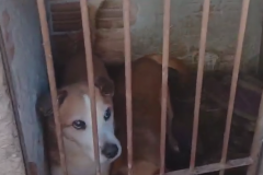 PCPR regata 7 cachorros em situação de maus-tratos e indicia tutora em Ponta Grossa