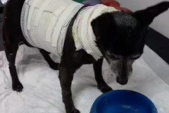 PCPR resgata cachorro idoso que ferido e entrega para tutora em Curitiba