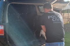 PCPR prende mulher em flagrante por maus tratos aos animais em Campina da Lagoa 