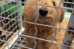 PCPR resgata dois cães que estavam em situação de maus tratos em Pitanga