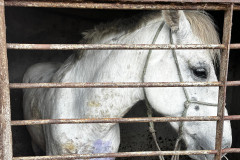 PCPR prende homem e resgata cavalo vítima de maus-tratos em Pinhais 