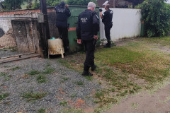 PCPR e PCSC prendem homem por furto mediante arrombamento ocorrido em Cascavel
