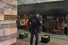 PCPR incinera 114 quilos de drogas apreendidas em Araucária 