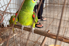 PCPR, PMPR e IAT resgatam 36 aves silvestres durante operação em Paraíso do Norte