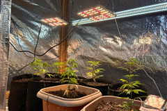 PCPR e GCM apreende cultivo de maconha durante operação com cães em Ponta Grossa