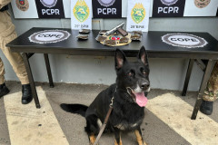 PCPR e PMPR apreendem quase 150 toneladas de drogas com apoio de cães em 2025