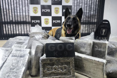 PCPR e GCM prendem homem em flagrante e apreende 30 kg de maconha modificada em Curitiba