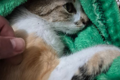 PCPR e PMPR prendem mulher estrangeira em flagrante por arremessar um gato de um prédio em Curitiba