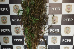 PCPR prende homem em flagrante e apreende seis pés de maconha em Mirador