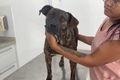 PCPR encontra um cachorro comunitário que estava desaparecido em Curitiba