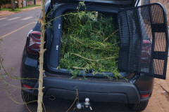 PCPR apreende pé de maconha em Mirador