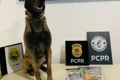 PCPR e PMPR prende homem líder do tráfico de drogas durante operação em São Mateus do Sul