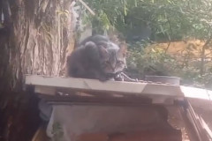 PCPR e Guarda Municipal prendem homem por maus tratos e resgata quatro gatos em Ponta Grossa 