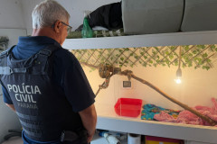 PCPR prende homem por tráfico de drogas e apreende animal silvestre durante operação em Curitiba