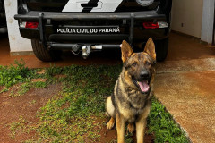 PCPR prende homem em flagrante por tráfico de drogas em Três Barras do Paraná 